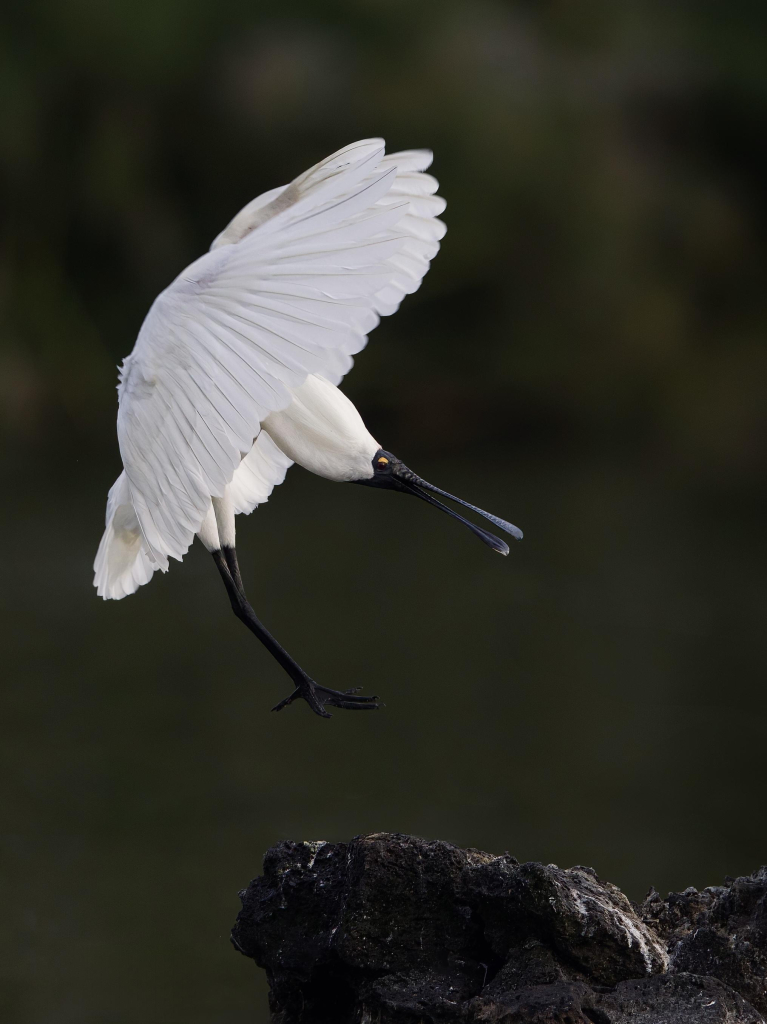 A large white bird landing on a rock engulfed by its wingbeat. 