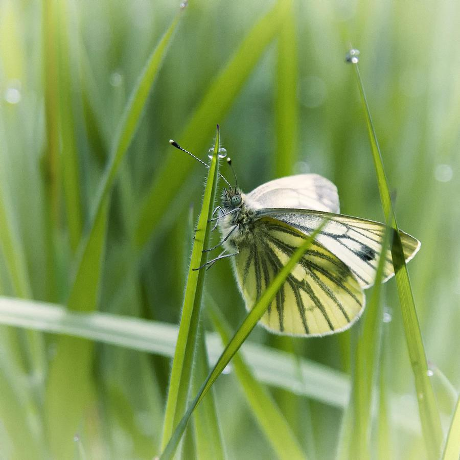 One of the first butterflies I spotted in 2022, in mid-May, a Green-veined White (Pieris napi sabellicae), clinging to blades of grass to which some dewdrops are still attached.

Einer der ersten Schmetterlinge, die ich 2022 Mitte Mai entdeckte, war ein Rapsweißling syn. Grünader-Weißling (Pieris napi sabellicae), der sich an Grashalme klammerte, an denen noch einige Tautropfen hingen.