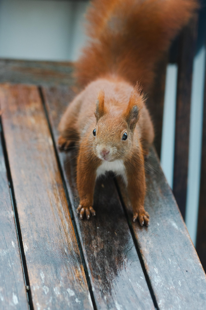 Ein rotes Eichhörnchen steht auf allen vier Pfoten auf einem nassen Holztisch und schaut in die Kamera.