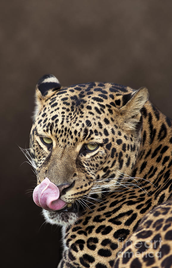 A hungry leopard lustily licking its lips. 