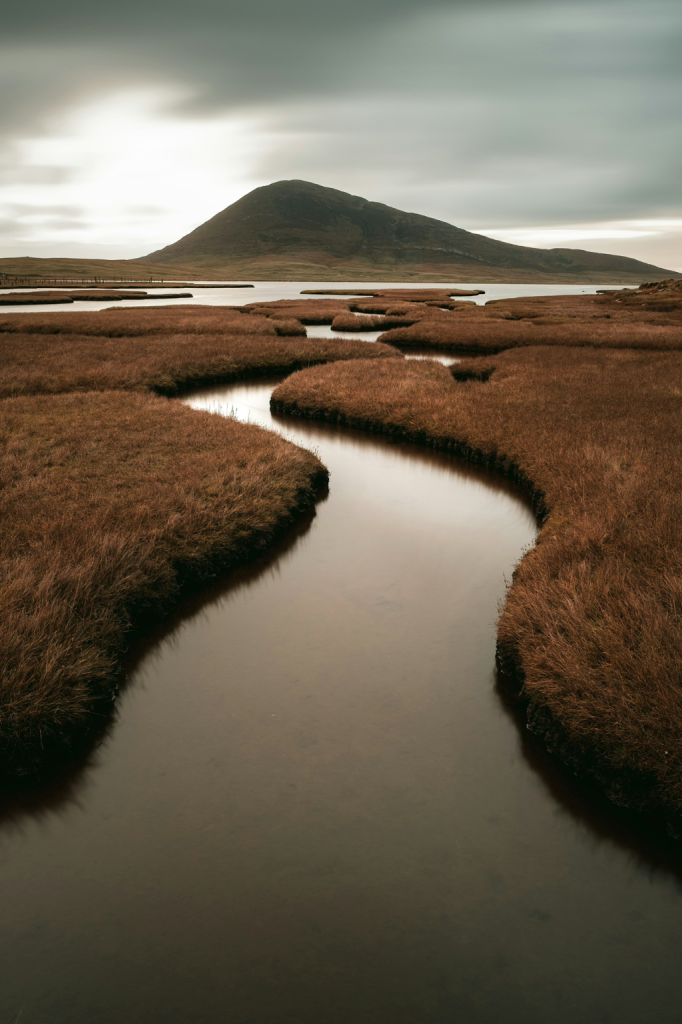 Scottish salt marshes differ from those in England, with many familiar English species found only in the southwest of Scotland or absent altogether. In Scotland, the lower ‘pioneer’ salt marsh that grades into mudflats is scarcer, and many Scottish systems have an abrupt seaward margin that gives way directly to mudflats