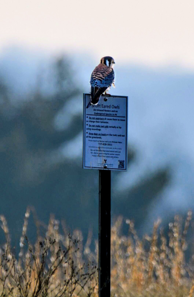 Kestrel is perched on a Short-eared Owl information sign facing away while looking to the right. Black tail wings, a layer of gray and copper feathers with black streaks on the wing edges. Dark gray head with a brite white patch on the side of its head. Background is out of focus dark green trees, blue mountains and white clouds.