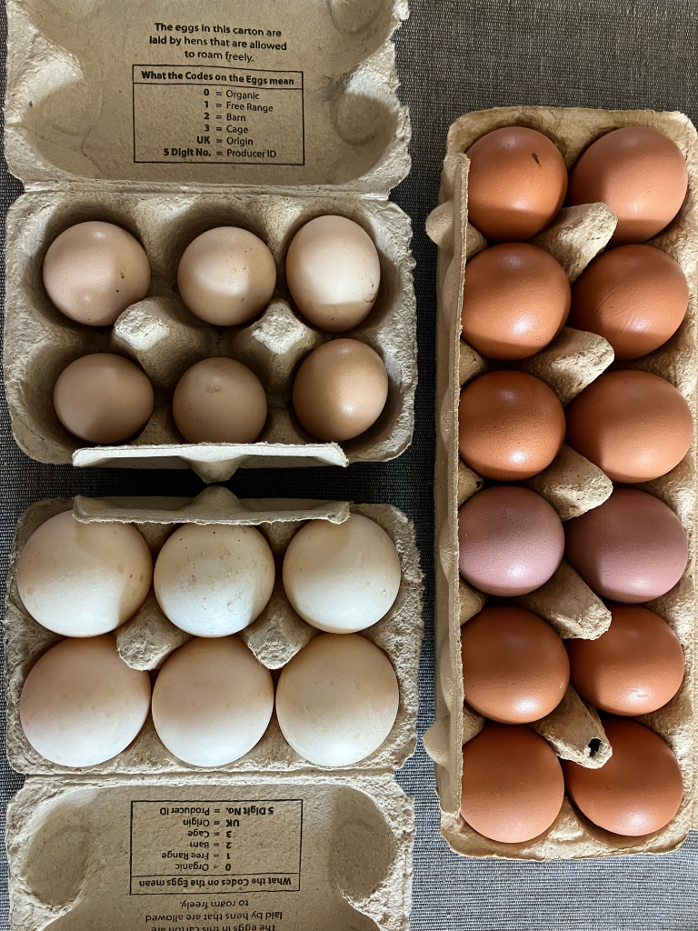 A photo of three egg boxes opened to reveal an assortment of eggs - six little bantam eggs that are pale flesh colour , six white duck eggs, and a dozen brown hens eggs.