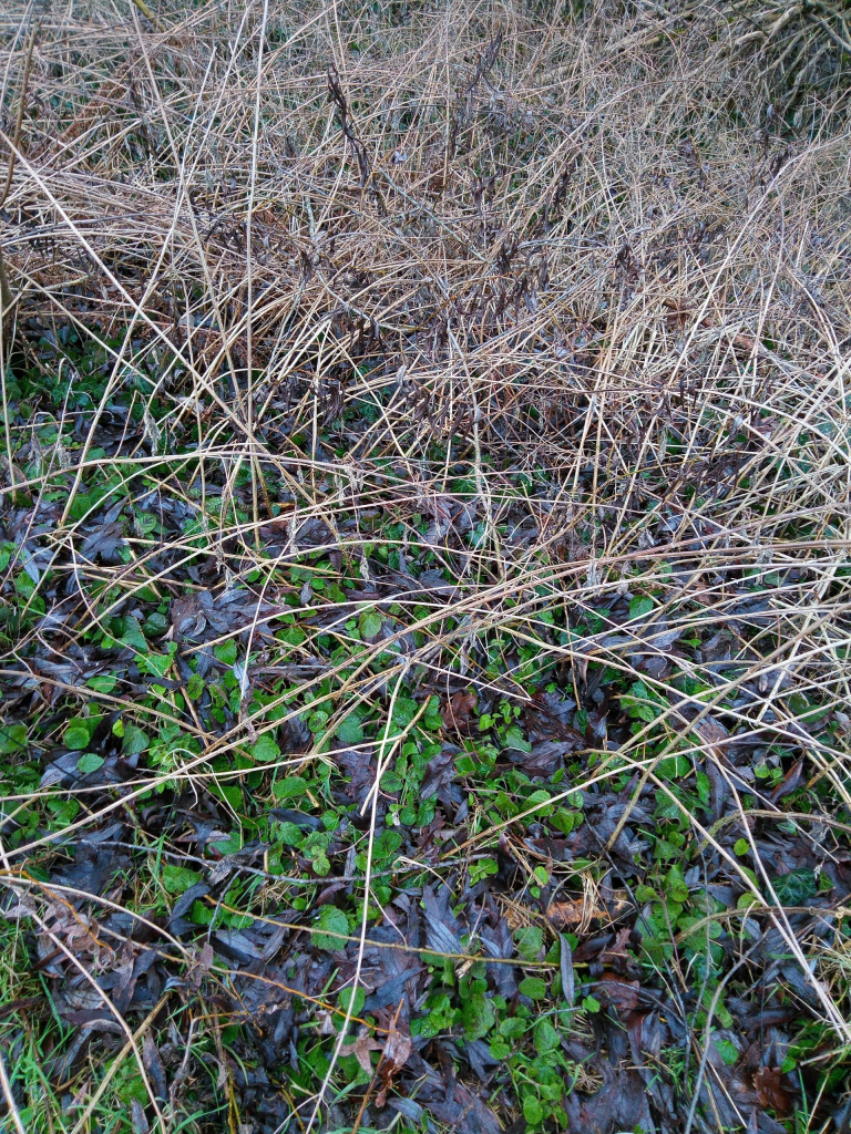 Gerottete, aber noch stehende Brennnesseln am Wegrand. Das Grün am Boden sind die Wintertriebe der Goldnessel.