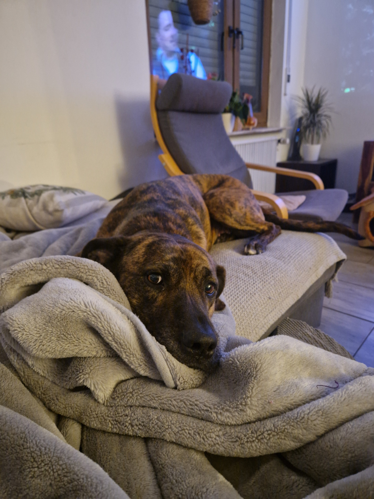 Meine hungrige braun getigerte Doggenmixhündin liegt auf dem Sofa und schaut mich mit großen Augen an. "Mama ich hab Hunger" sagt sie mir damit.