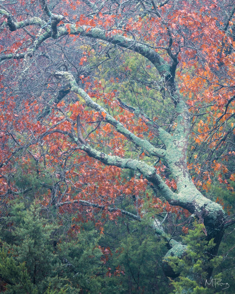 The Witch's Hand: A gnarled old oak tree covered in lichen set against a backdrop of rusty orange leaves at Eagle Mountain Park in north Texas.