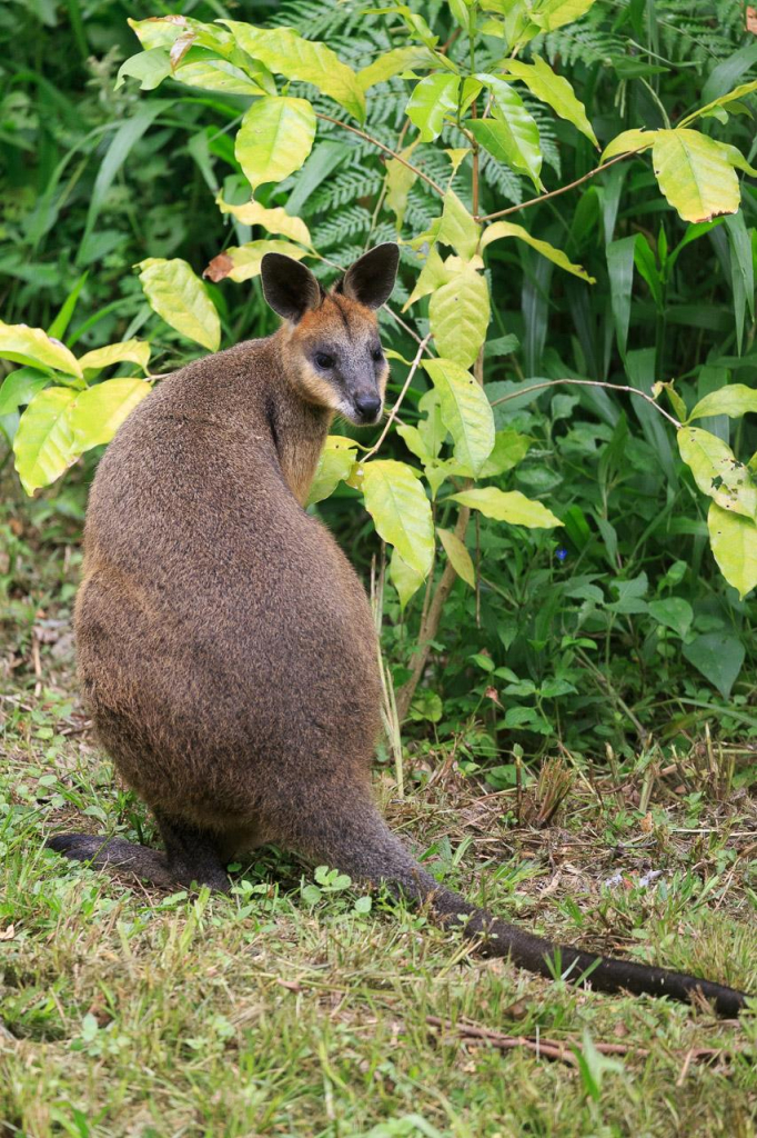 A relatively small macropod (kangaroo/wallaby, in this case, a Swamp Wallaby), standing in front of a Coffee plant, looking back over its shoulder towards the house (not pictured, because I'm standing in it).