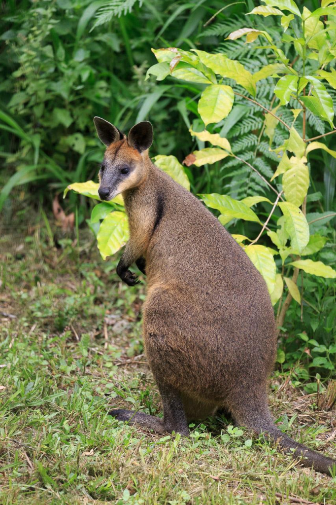 The same Swamp Wallaby, now turned to the left, and looking pensive, but alert (ears up). 

She is shaped like a long furry pear with a head, and a longish tail. 