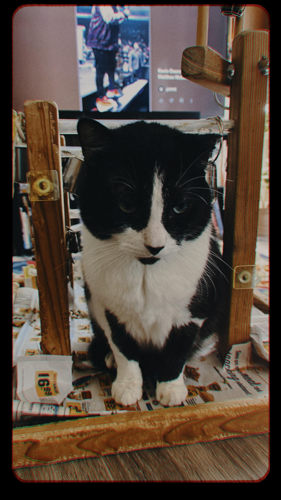 Tuxedo cat sitting in a bird play scape that is made with a wooden base and has various purchase and stuff for the Burb. It’s like he’s trapped by like an invisible wall or something.