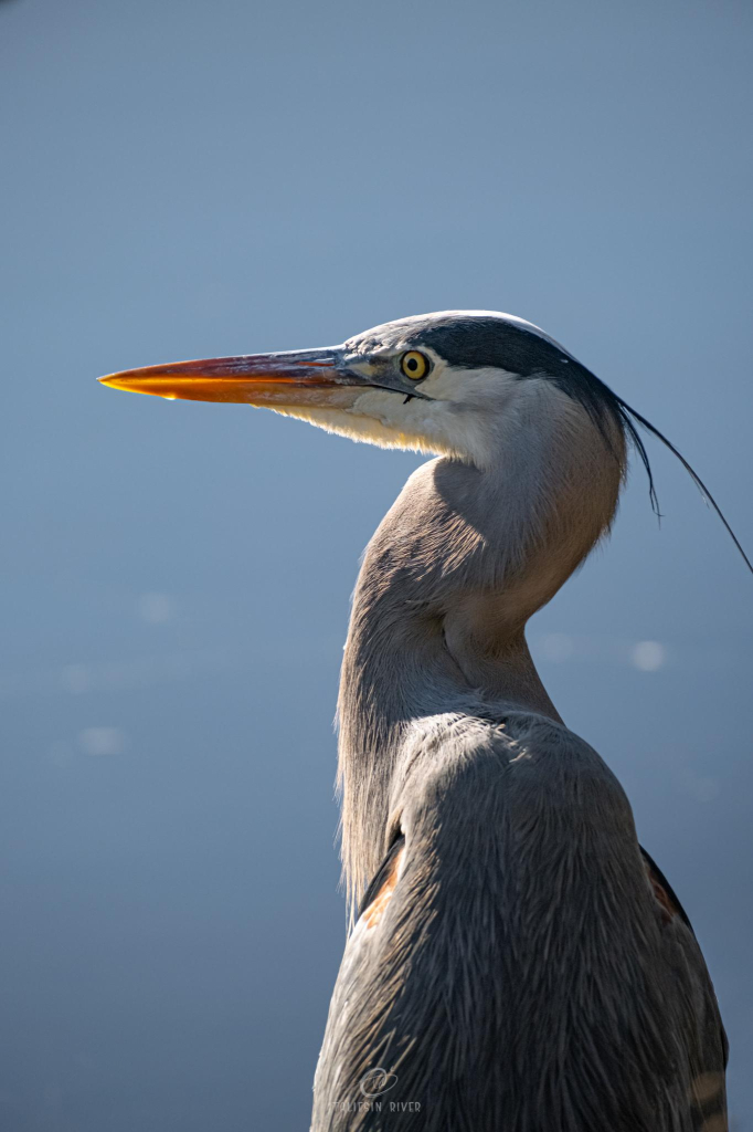 A close up shot of a Great Blue Heron, with textured grey feathers and sunlight lighting up its orange beak