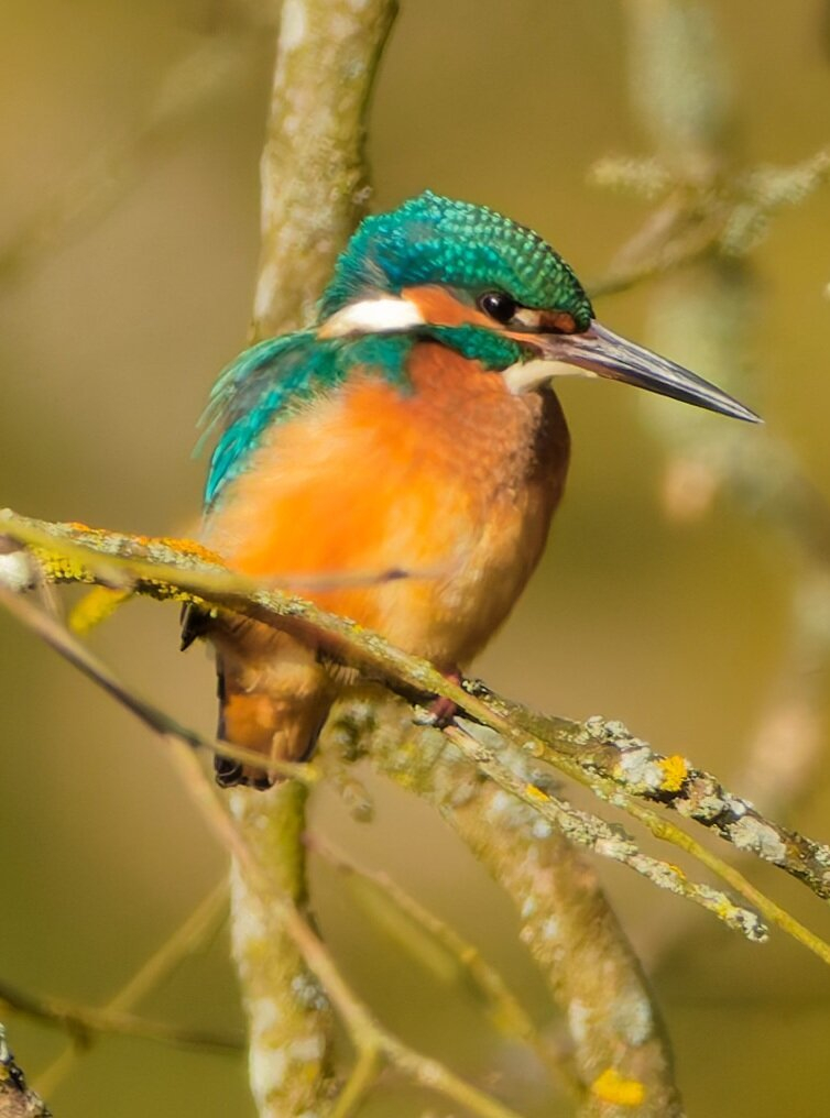 A kingfisher sitting on a branch
And looking for food