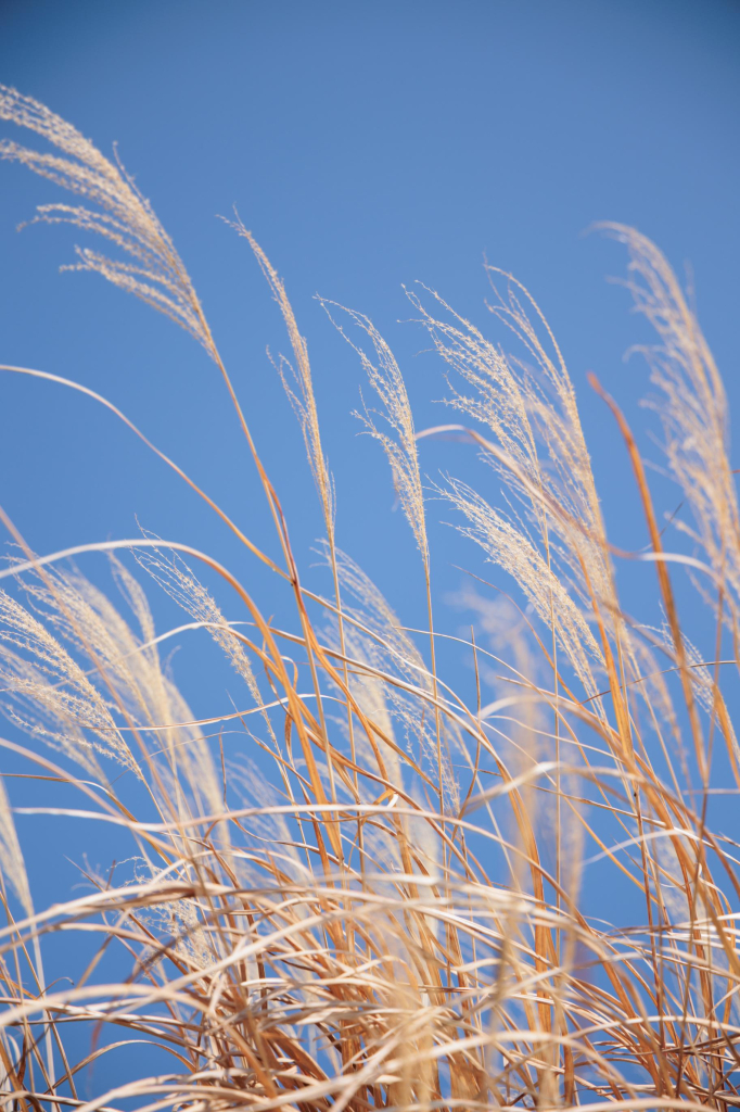 Dry tall grass against a clear blue sky.