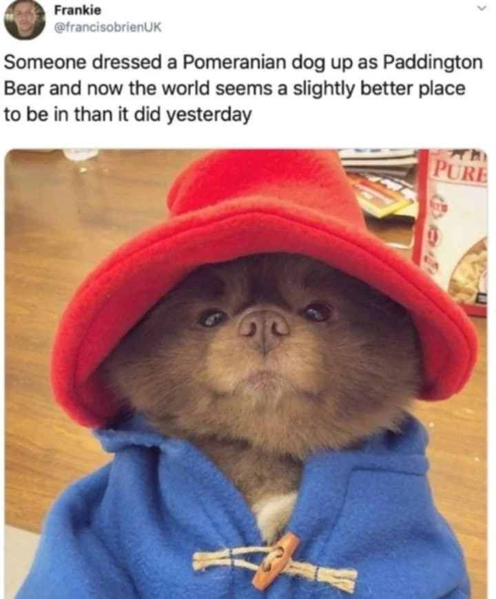 Screenshot of a post with the text "Someone dressed a Pomeranian dog up as Paddington Bear and now the world seems a slightly better place to be in than it did yesterday" and photograph of a brown Pomeranian wearing a red cap and blue jacket. 