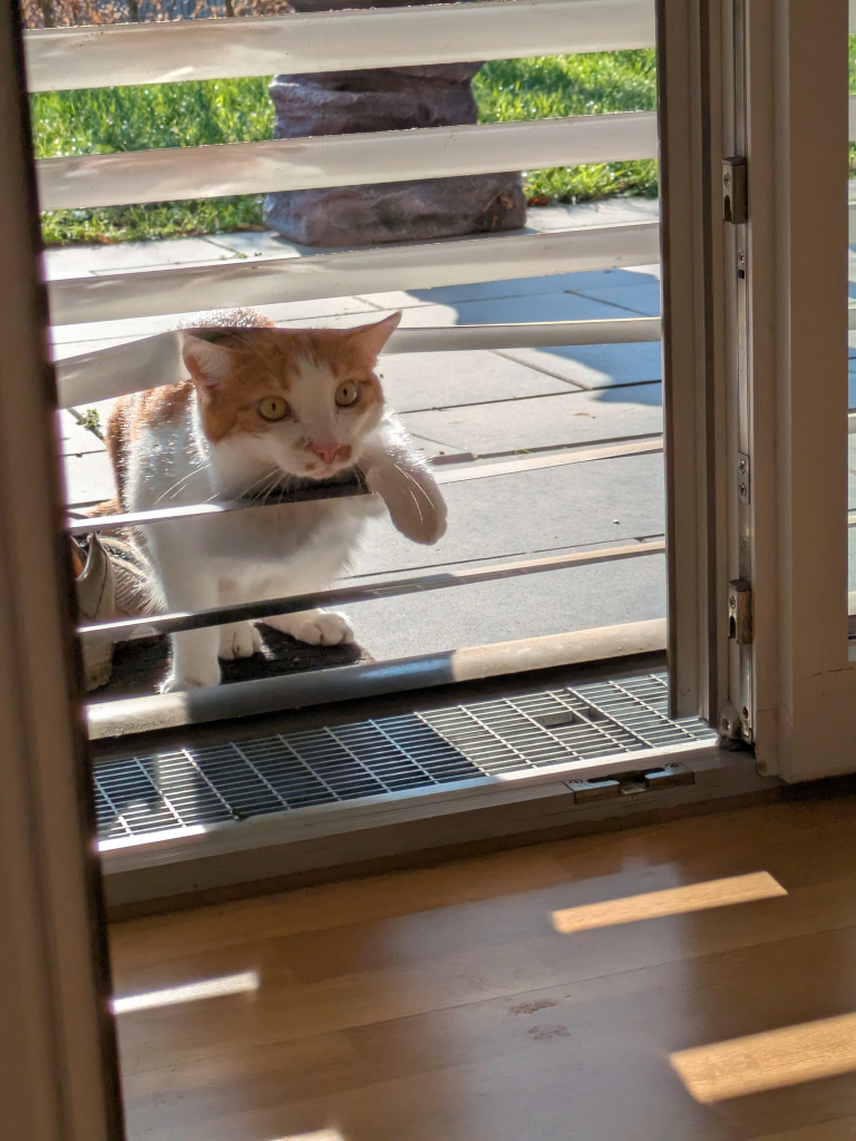 Ein Photo. Katze schlängelt sich durch eine Jalousie 