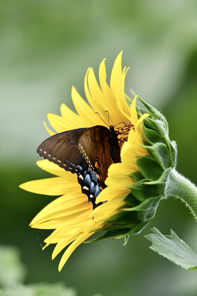 A black swallowtail butterfly (black wings with blue, yellow, and orange spots) gathers pollen from a partially open sunflower bloom (long slender golden petals surrounded by short green flower head leaves, supported by a thick stem).