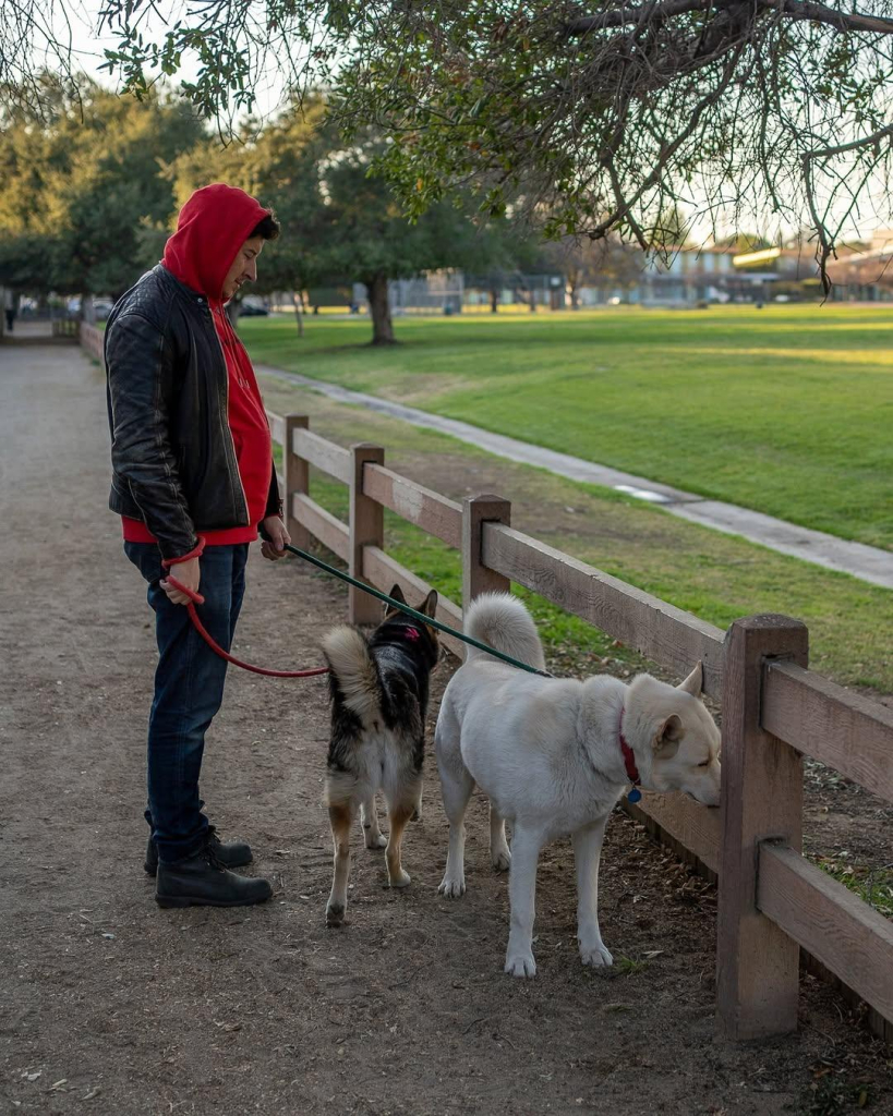 A man in a red hoodie with a leather jacket watches his dogs sniff a fence