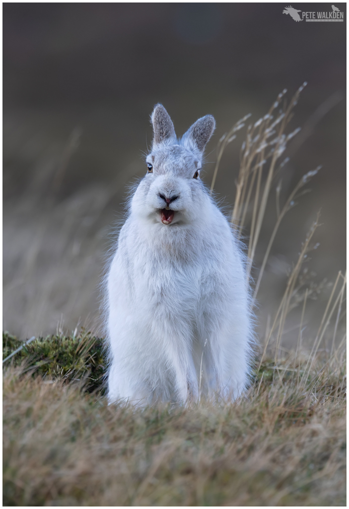 A photograph of a mountain hare in its winter pelage, yawning.