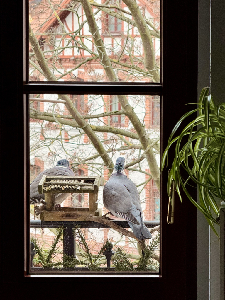 Blick durch ein Fenster nach draußen. Man sieht zwei Ringeltauben, die auf einer Balkonbrüstung an einem Vogelhaus sitzen. Eine der Tauben hält Ausschau, während die andere etwas döst. Im Innenraum ragt rechts eine Grünlilie ins Bild.