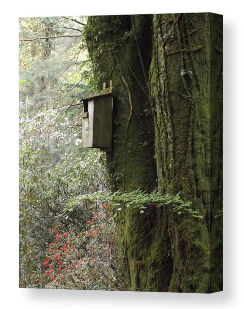 Colour photograph as a canvas print.  It shows a mossy old tree with a bird box attached to it.  The green of a forest can be seen in the background.