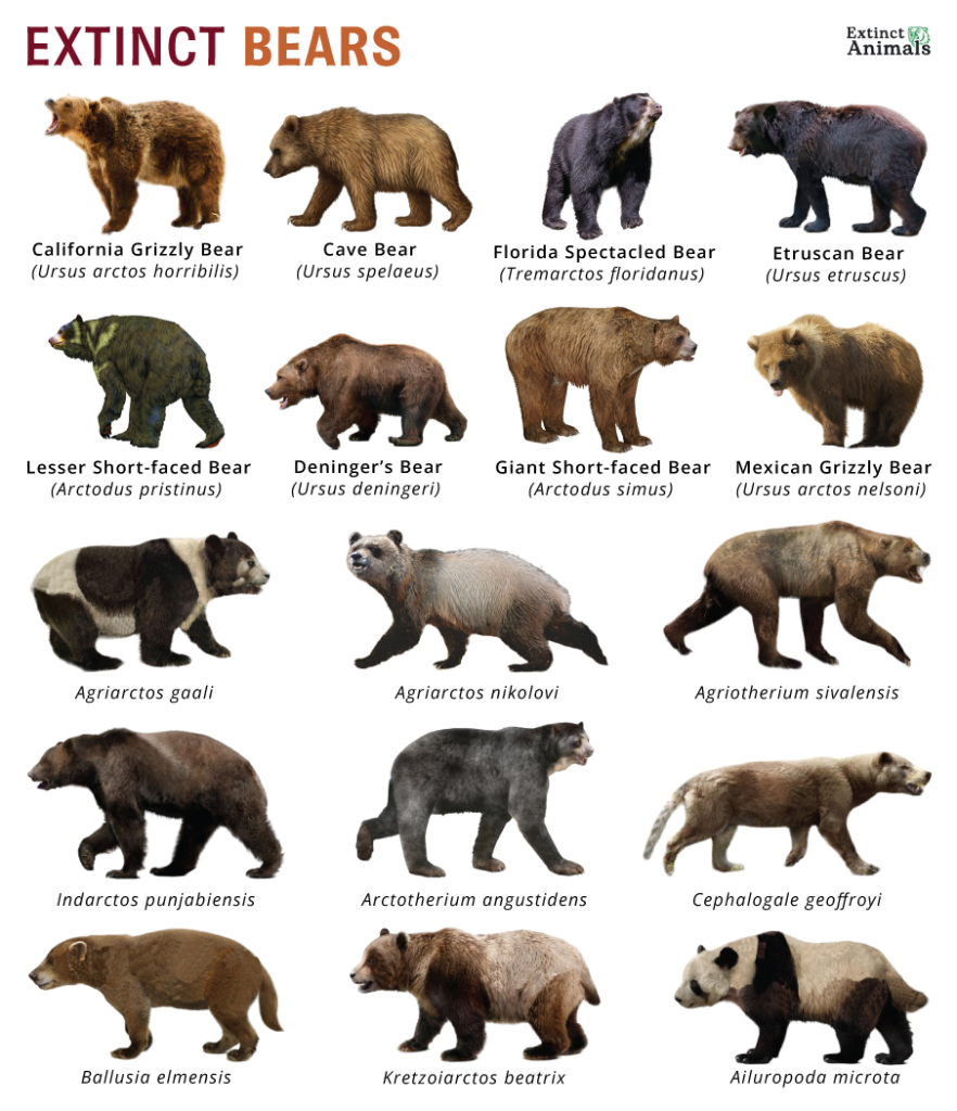 Image titled with "Extinct Bears" showing images of  17 different extinct bears with their common name and Latin name. A few of the bears have tails, while most do not. A full description of each bear and its name can be found in the toot linked as the source toot. 