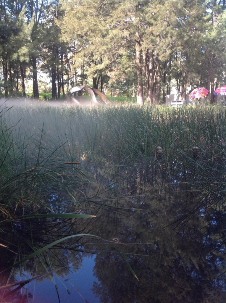 View of the reed filled pond at the sculpture garden (National Gallery of Australia in Canberra several years back). The mist sculpture is on and the reeds have a haze of mist around them. Sculpted heads stick out of the water amid the reeds (can be a little creepy). Lots of tall trees in the sunshine behind the reeds plus a twisty silver metal sculpture.