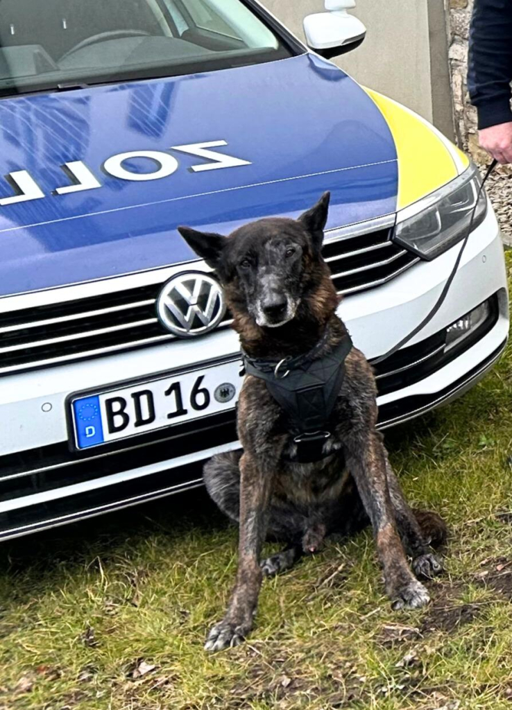 Foto von Zollhund Dora vor einem Einsatzfahrzeug des Zolls.