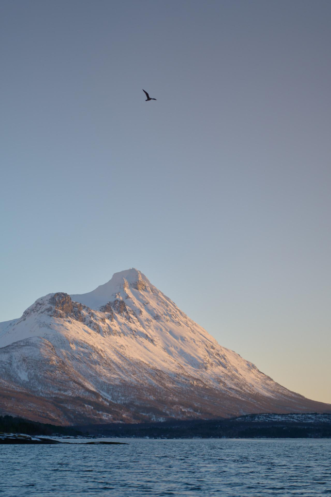 Herring Gull soars over the fjord at Grov.