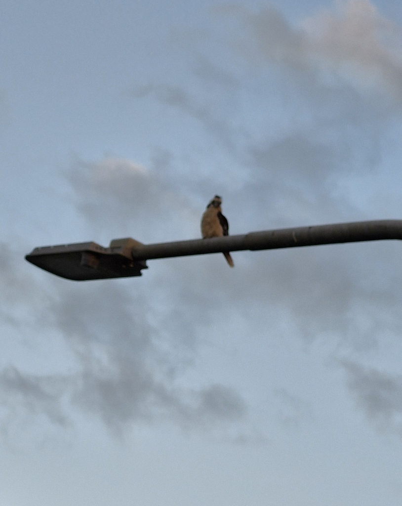 A kookaburra sits on an electric lamp pole laughing at everything 
There are whispy clouds in the sky behind the comedian 