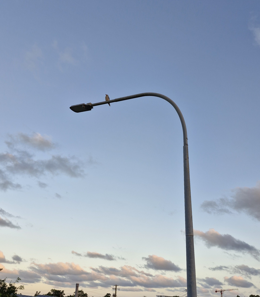 A kookaburra is just visible on a lamp post with the sun setting and lighting up the clouds 