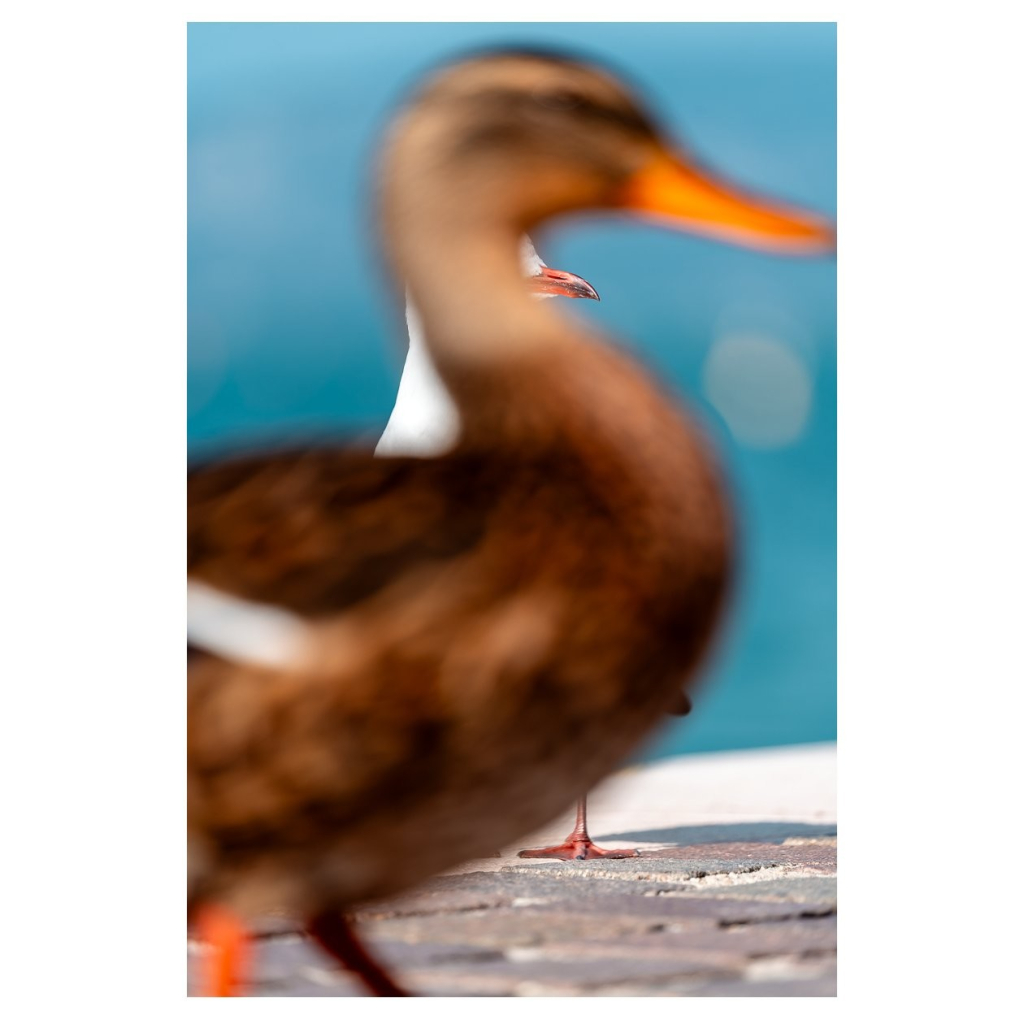 Versuch eine Möwe zu fotografieren. Eine Ente wollte aber mit aufs Bild und verdeckt nun (unscharf) 97% der Möve =)