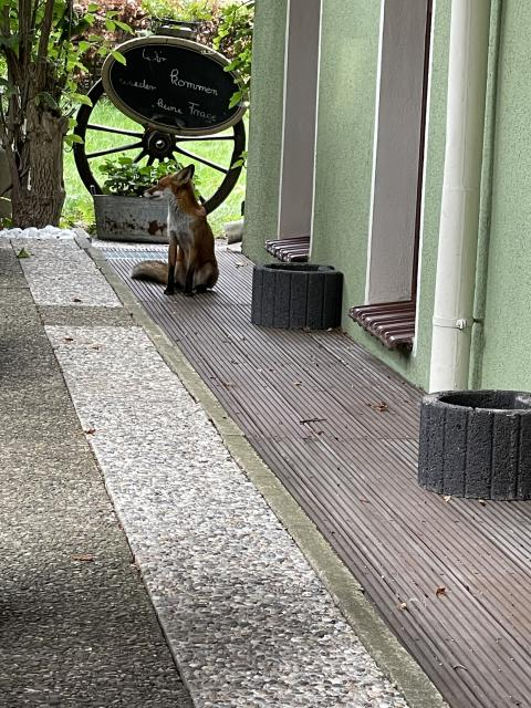 Das Bild zeigt einen roten Fuchs, der auf der Terrasse vor einem Gebäude sitzt. Der Fuchs befindet sich in der Nähe eines ovalen Schildes mit der Aufschrift „Wir kommen wieder - keine Frage“ auf einem alten Holzrad.