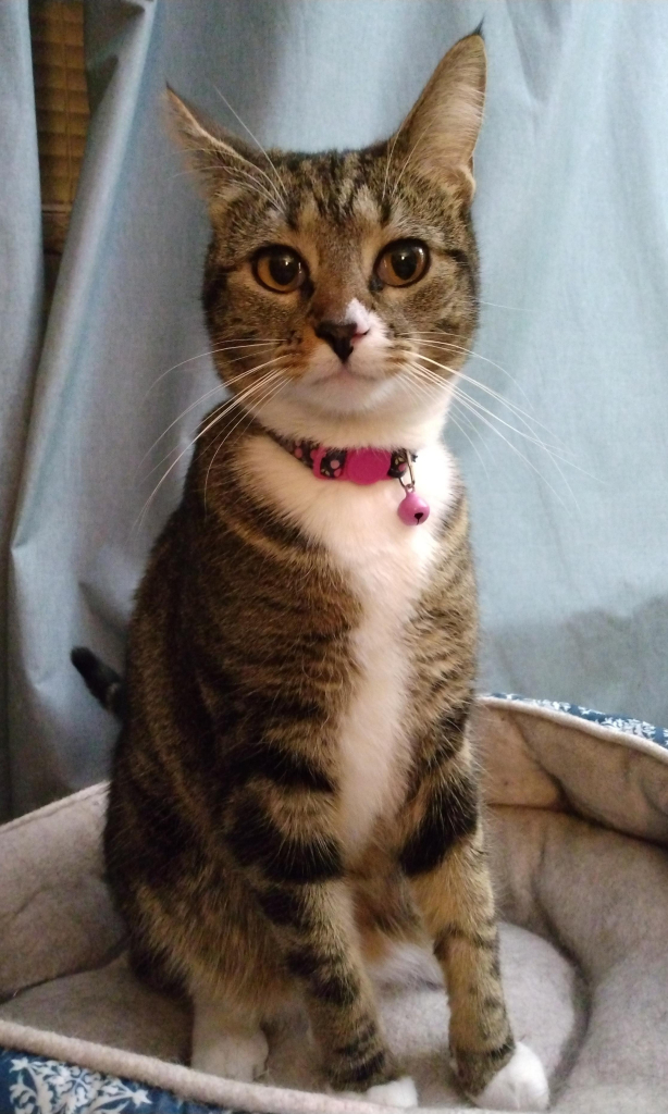 A small young tabby cat with white markings on her face, neck, chest and paws is sitting tall in her turquoise and white cat bed.  She is looking at the camera with big amber-colored eyes.  Long white whiskers flow down from her face.