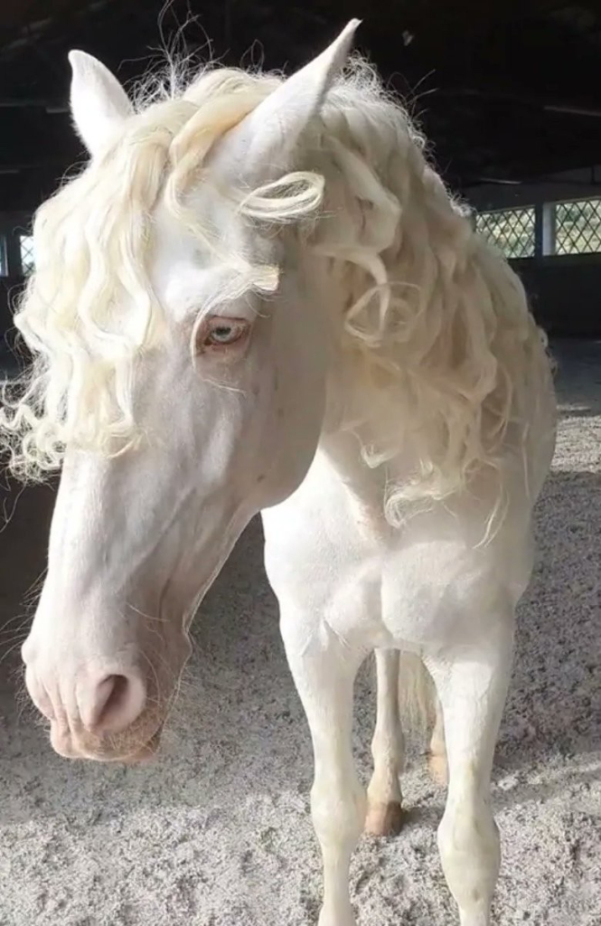 white horse with long and glorious white mane that looks like hair