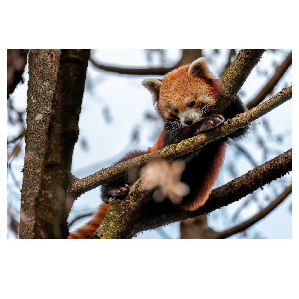 Ein roter Panda. Sehr müde und noch mehr possierlich.