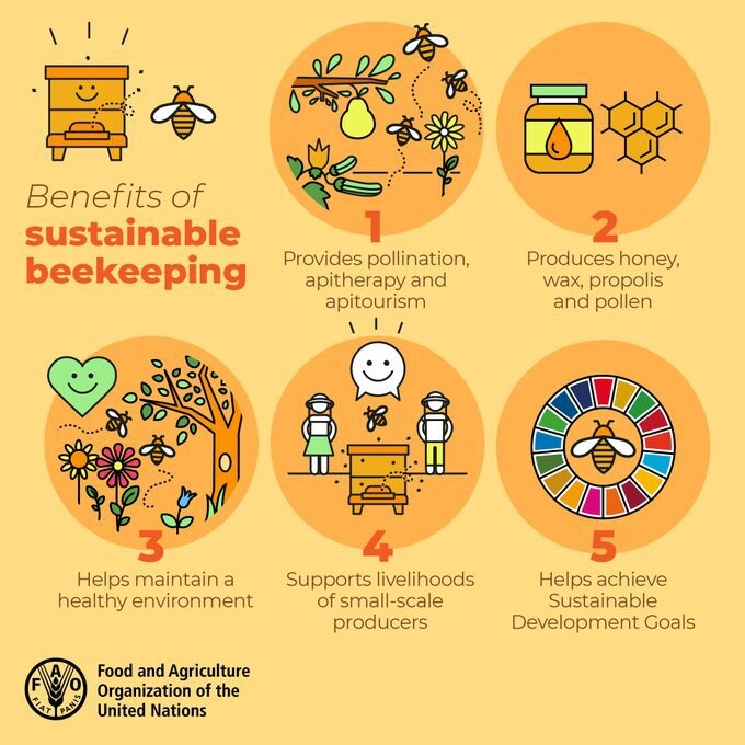 Infographic: Benefits of sustainable beekeeping. By FAO 