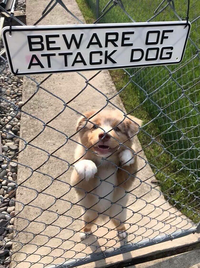 cute puppy on its kind legs, leaning up against a chain link face, looking at camera. Sign above says "Beware of attack dog."