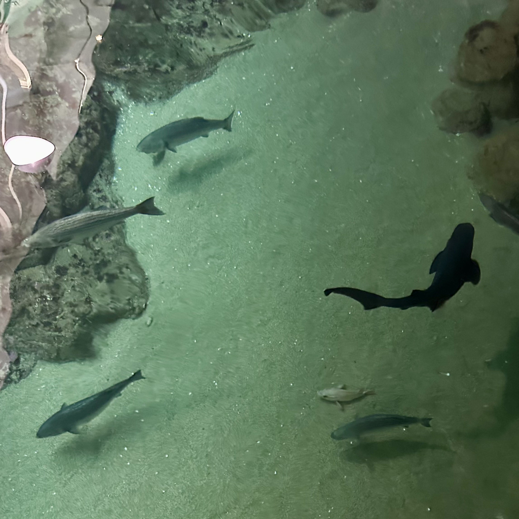 A photo of the shark tank from the top with many types of sharks including 7-gilled sharks 