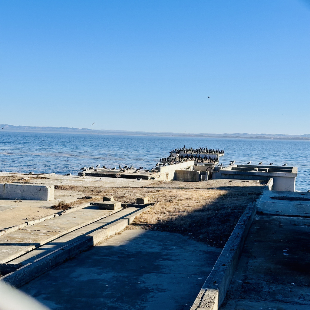 A photo of many cormorants sitting together with gulls