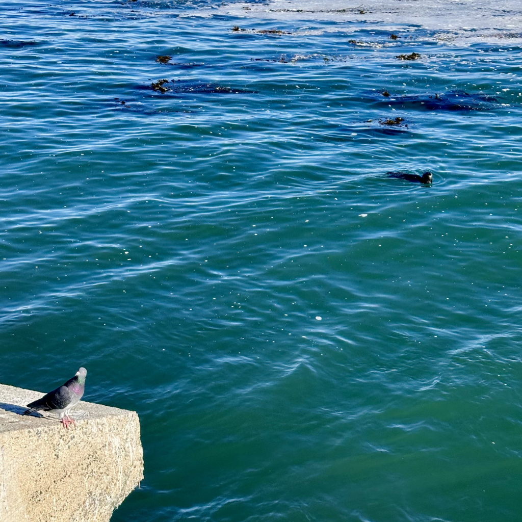 A photo of the water outside the aquarium. There’s an otter floating upside down and a bird in the foreground on a ledge 