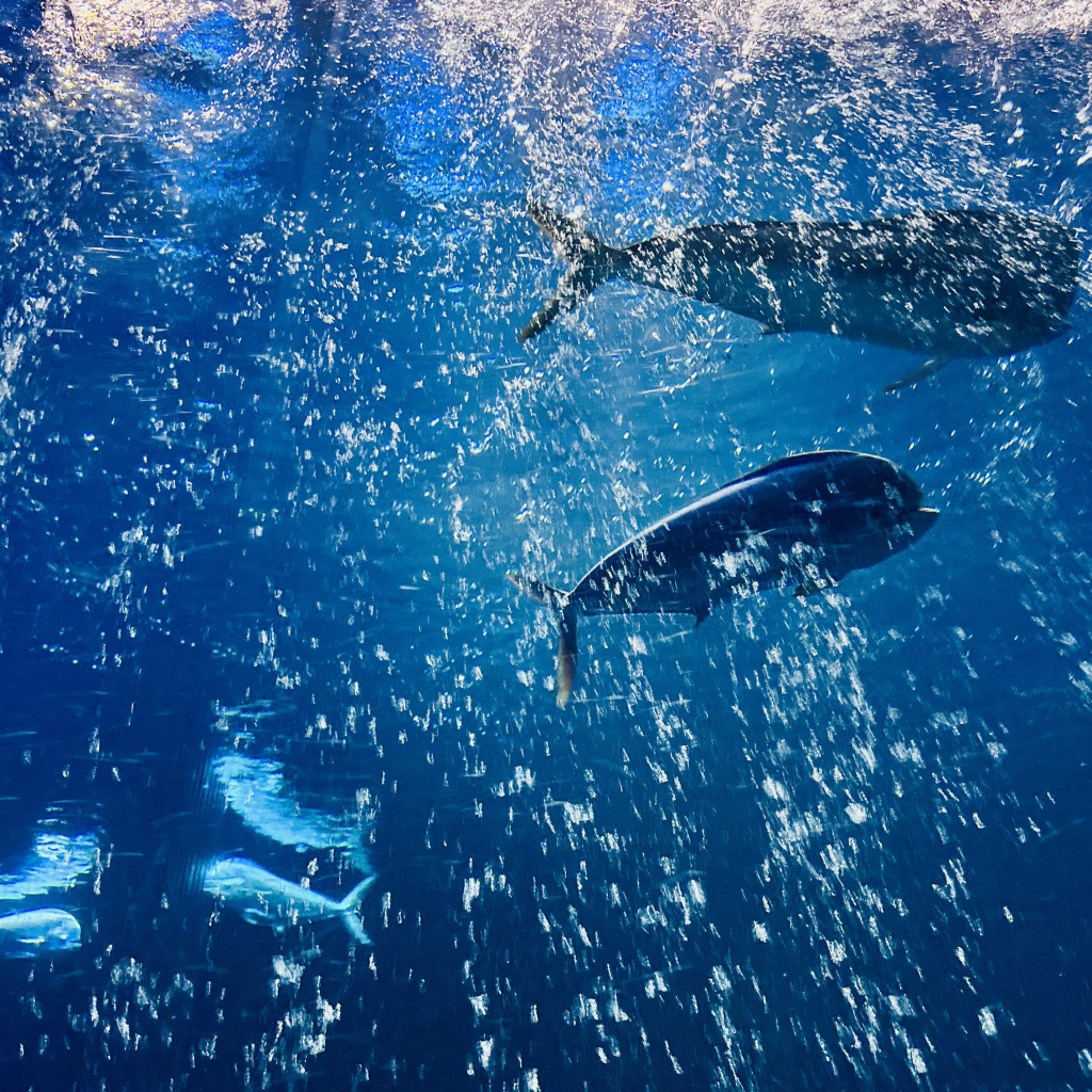 A photo of dolphinfish in the open sea exhibit with lots of bubbles 