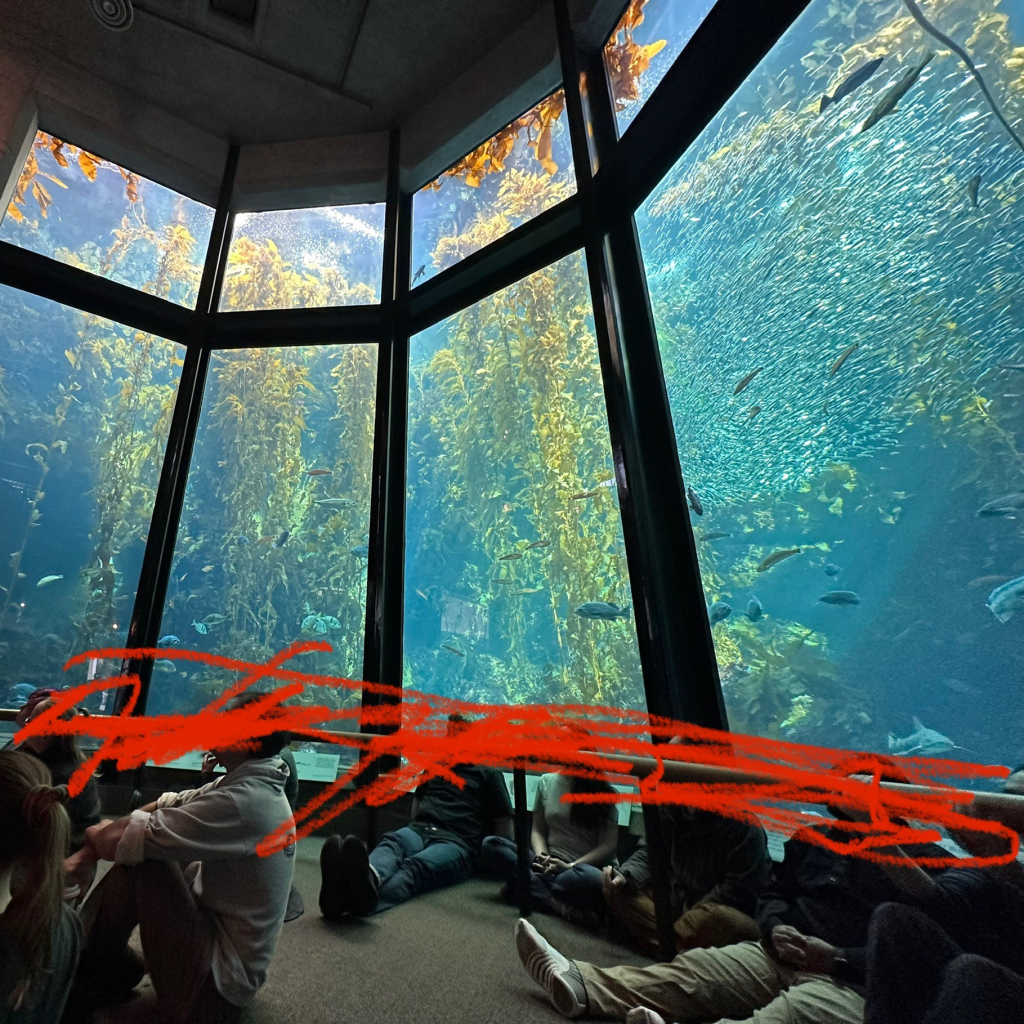 A photo of people sitting in the kelp forest exhibit 