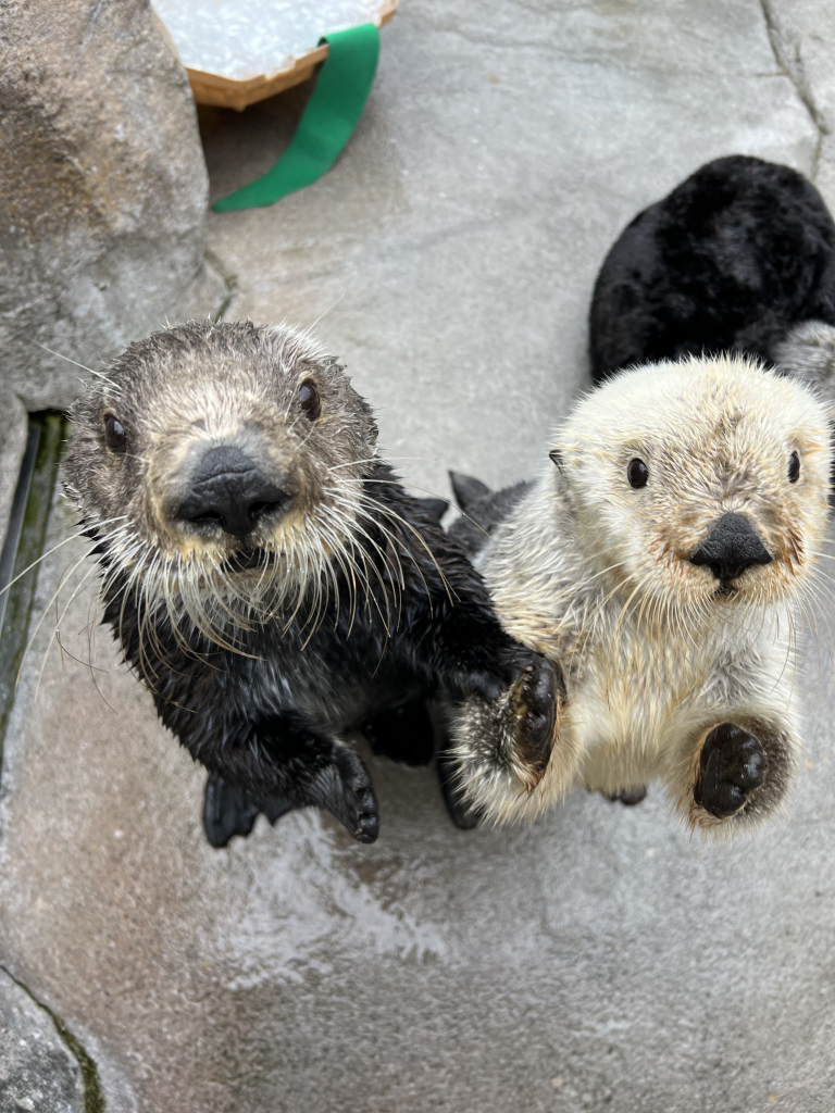 A photo of two otters, one is somewhat cream colored 