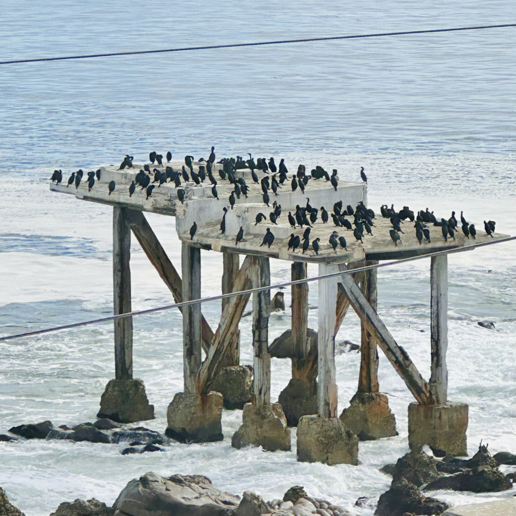 A photo of Brandt’s cormorants sitting on a platform 