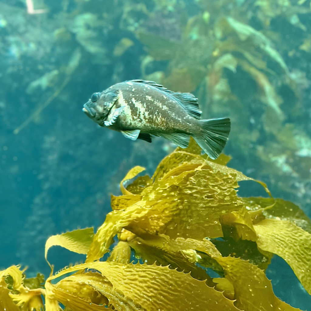 A photo of gopher rockfish and kelp, pretty close up