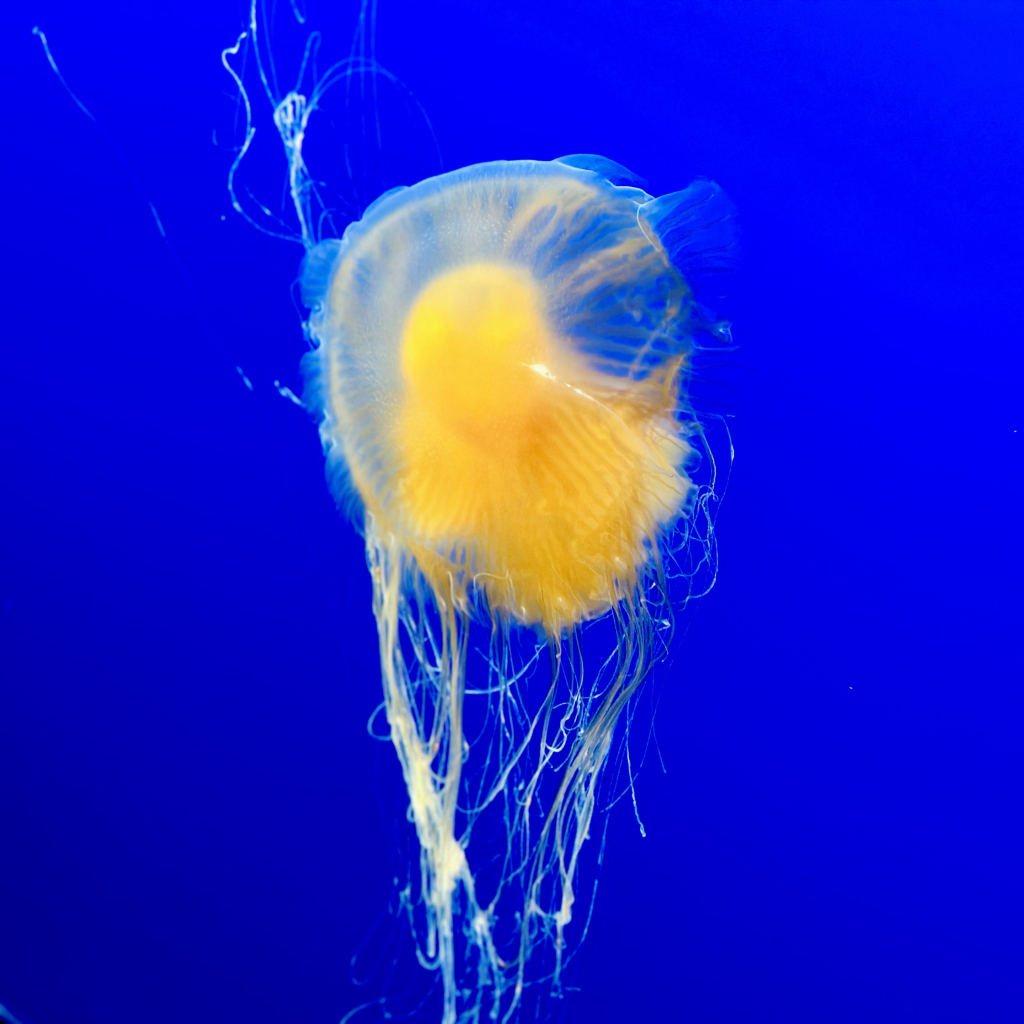 A egg yolk jellyfish up close 