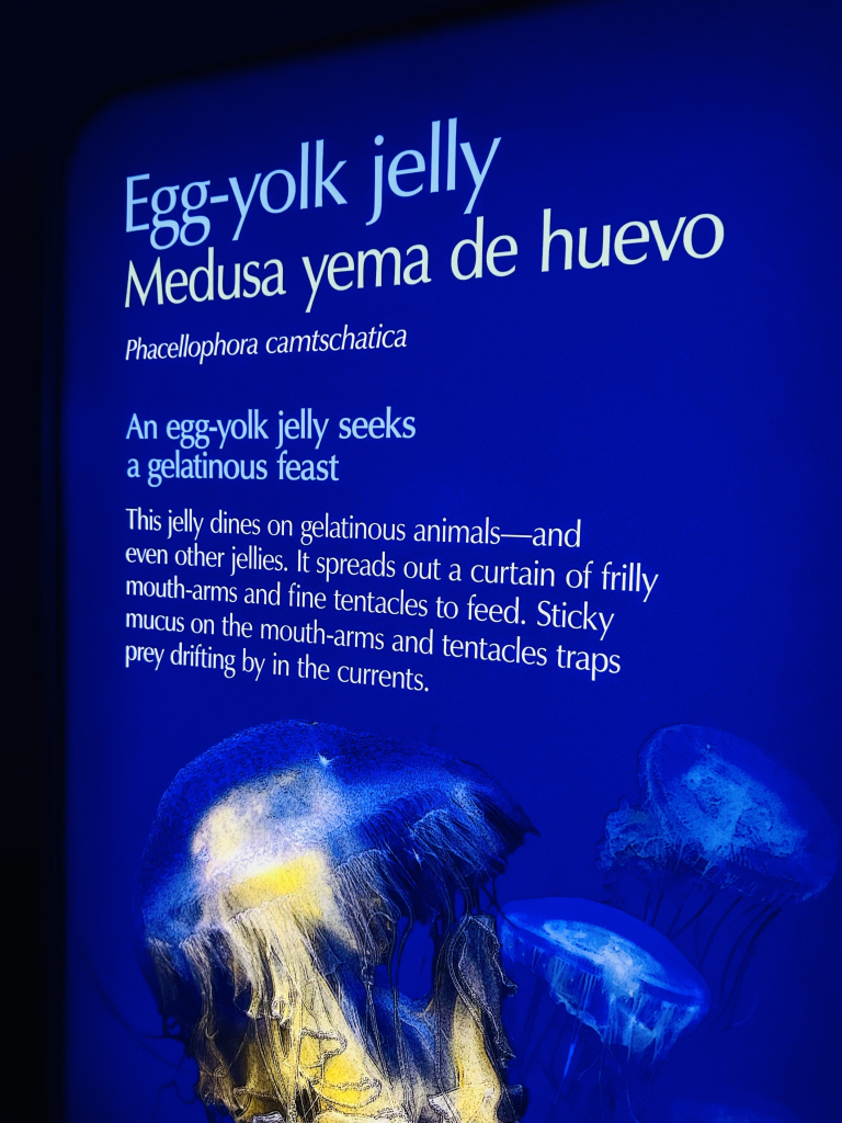 The text of the exhibit for egg yolk jelly. It says they eat gelatinous animals including other jellies 