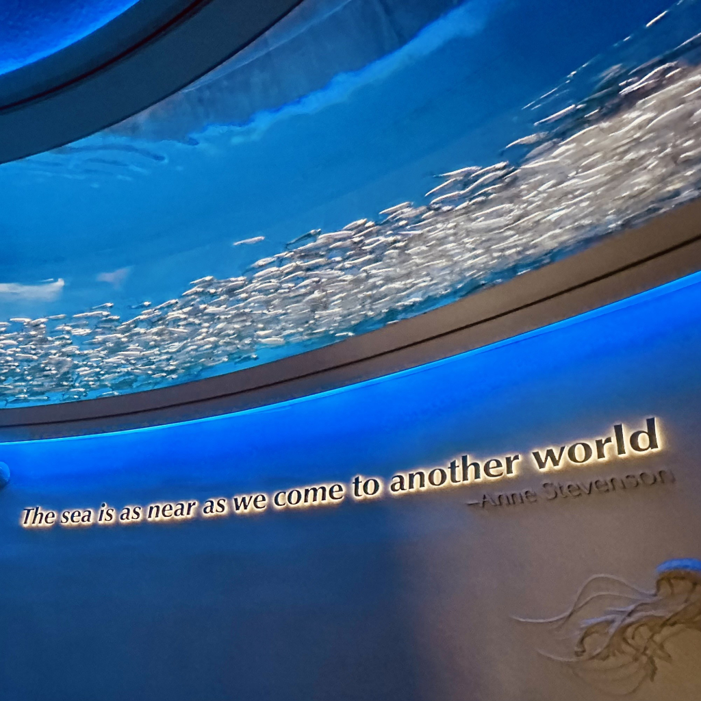 A photo of a large school of pacific sardines, in a large tank above the wall. Below, text that reads: the sea is as near as we get to another world 