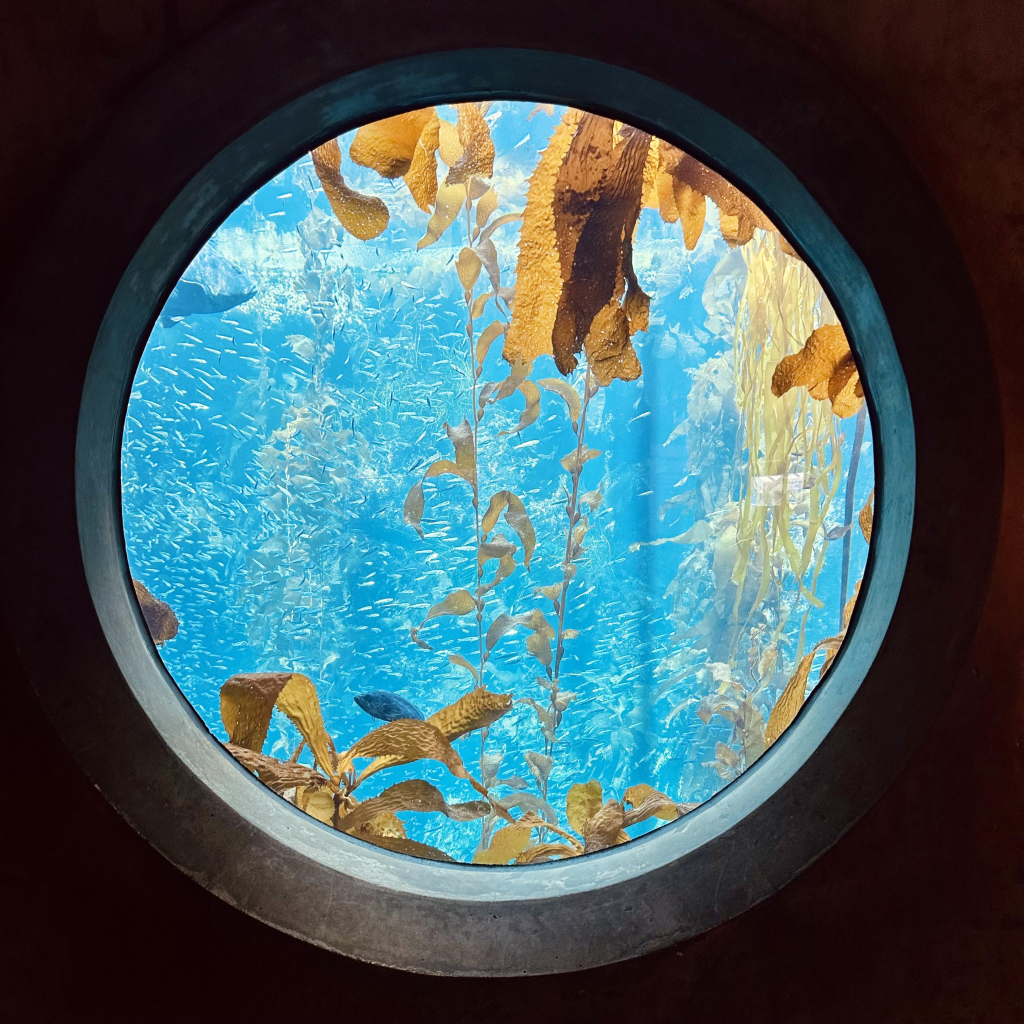 A photo of the kelp forest from the circle window upstairs. It has kelp and many types of fish among it 