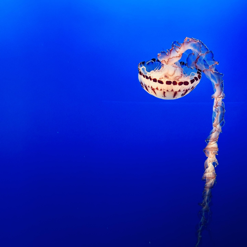 A photo of a jellyfish 