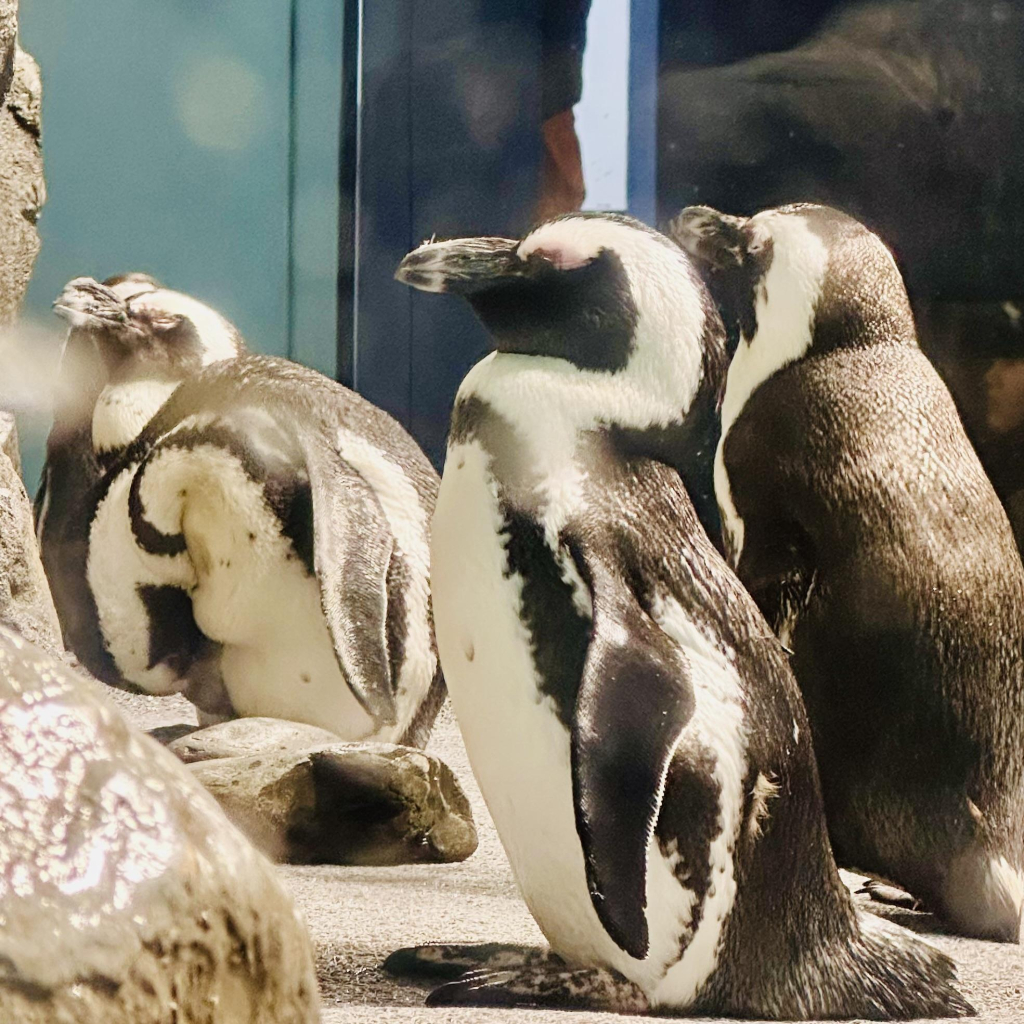 A photo of African penguins